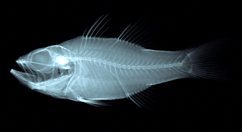 Apogon moluccensis Valenciennes, 1832